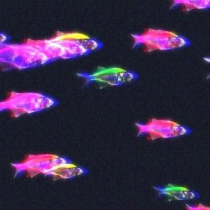 neonfish